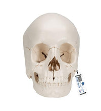 Beauchene Adult Human Skull Model, Bone Colored Version, 22 part - 3B Smart Anatomy