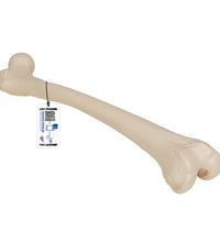 Human Femur - 3B Smart Anatomy