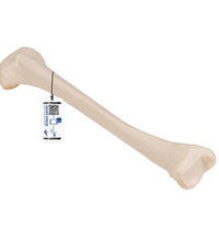 Human Tibia Model- 3B Smart Anatomy