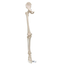 Human Leg Skeleton Model with Hip Bone - 3B Smart Anatomy