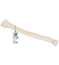 Human Radius Model - 3B Smart Anatomy