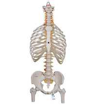 Classic Flexible Human Spine Model with Ribs & Femur Heads - 3B Smart Anatomy