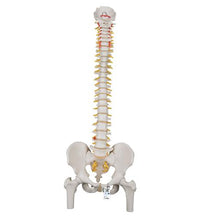 Classic Flexible Human Spine Model with Femur Heads - 3B Smart Anatomy