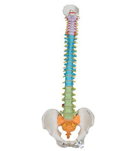 Didactic Flexible Human Spine Model - 3B Smart Anatomy