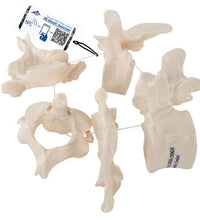 5 Human Vertebrae, Loosely Threaded on Nylon (atlas, axis, cervical, thoracic, lumbar) - 3B Smart Anatomy