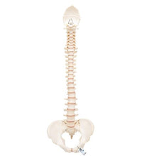 BONElike Human Vertebral Column Model - 3B Smart Anatomy