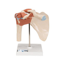 Deluxe Functional Human Shoulder Joint, Physiological Movable - 3B Smart Anatomy