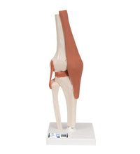 Functional Human Knee Joint Model with Ligaments - 3B Smart Anatomy