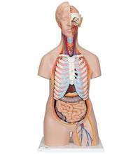 Classic Unisex Human Torso Model, 16 part - 3B Smart Anatomy