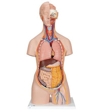 Classic Unisex Human Torso Model with Opened Neck and Back, 18 part - 3B Smart Anatomy