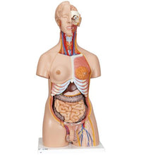 Deluxe Dual Sex Human Torso Model, 24 part - 3B Smart Anatomy
