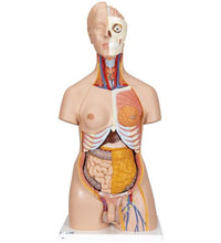 Deluxe Dual Sex Human Torso Model, 20 part - 3B Smart Anatomy