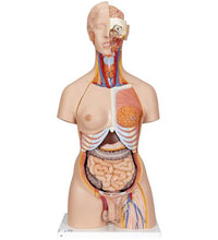 Deluxe Dual Sex Human Torso Model with Opened Back, 28 part - 3B Smart Anatomy