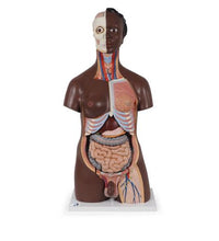 Deluxe Dual Sex Torso Model, 24 part, dark skin - 3B Smart Anatomy