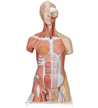 Deluxe Dual Sex Human Muscle Torso Model, 31 part - 3B Smart Anatomy