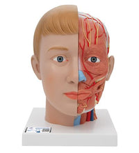 Human Head Model with Neck, 4 part - 3B Smart Anatomy