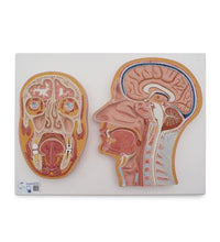 Median and Frontal Section of Human Head