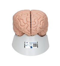 Human Brain Model, 8 part - 3B Smart Anatomy