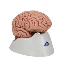 Classic Human Brain Model, 5 part - 3B Smart Anatomy