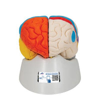 Human Neuro-Anatomical Brain Model, 8 part - 3B Smart Anatomy