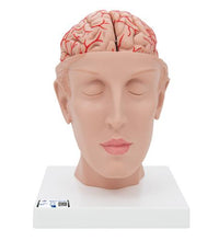 Human Brain Model with Arteries on Base of Head, 8 part - 3B Smart Anatomy