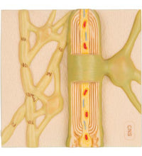 Myelin Sheaths of the CNS