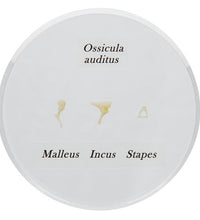 Variant Image (shared)