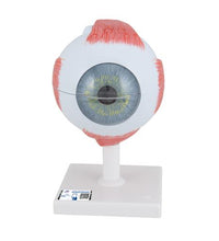 Human Eye Model, 5 times Full-Size, 6 part - 3B Smart Anatomy