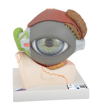 Variant Image (shared)