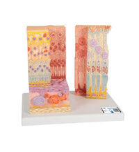 3B MICROanatomy Human Eye Model - 3B Smart Anatomy