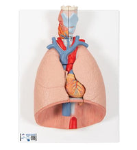 Human Lung Model with Larynx, 7 part - 3B Smart Anatomy