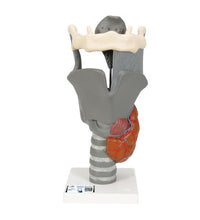 Functional Larynx Model, 2.5 times Full-Size - 3B Smart Anatomy