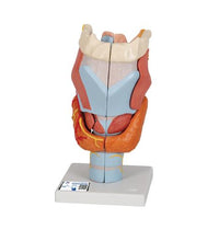 Human Larynx Model, 2 times Full-Size, 7 part - 3B Smart Anatomy