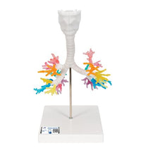 CT Bronchial Tree Model with Larynx - 3B Smart Anatomy
