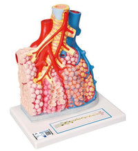 Model of Pulmonary Lobule with Surrounding Blood Vessels, 130 times Magnified - 3B Smart Anatomy