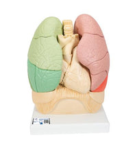 Segmented Lung Model - 3B Smart Anatomy