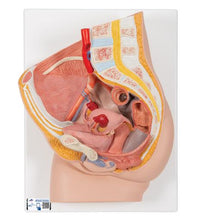 Female Pelvis Model in Median Section, 2 part - 3B Smart Anatomy
