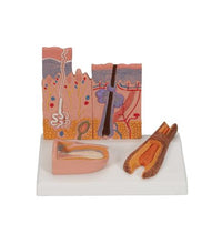 Microscopic Skin, Hair & Nail Model - 3B Smart Anatomy