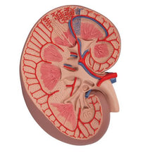 Variant Image (shared)