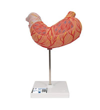 Human Stomach Model, 2 part - 3B Smart Anatomy