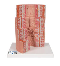 3B MICROanatomy Digestive System Model, 20-times Magnified - 3B Smart Anatomy