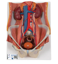 Dual Sex Urinary System Model, 6 part - 3B Smart Anatomy