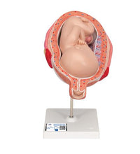 Fetus Model, 7th Month - 3B Smart Anatomy