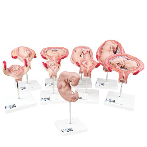 Deluxe Pregnancy Models Series, 9 Individual Embryo & Fetus Models - 3B Smart Anatomy