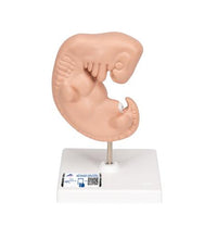 Human Embryo Model, 25 times Life-Size - 3B Smart Anatomy