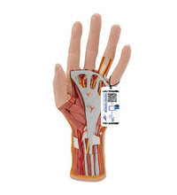 Life-Size Hand Model with Muscles, Tendons, Ligaments, Nerves & Arteries, 3 part - 3B Smart Anatomy