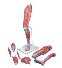 Life-Size Deluxe Muscle Leg Model, 7 part - 3B Smart Anatomy