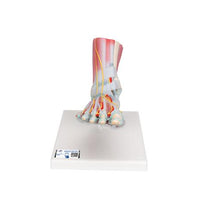 Foot Skeleton Model with Ligaments & Muscles - 3B Smart Anatomy