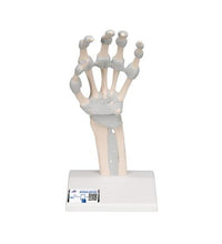 Hand Skeleton Model with Elastic Ligaments - 3B Smart Anatomy