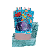 Animal Cell Model